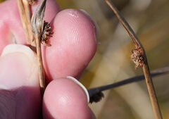 Ficinia nodosa, photograph (c) William Harland, some rights reserved (CC BY)