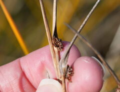 Ficinia nodosa, photograph (c) William Harland, some rights reserved (CC BY)