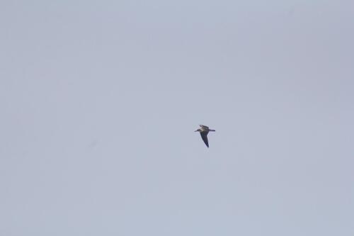 Audouin's Gull