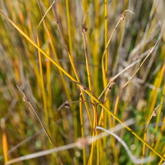 Ficinia nodosa, photograph (c) William Harland, some rights reserved (CC BY)