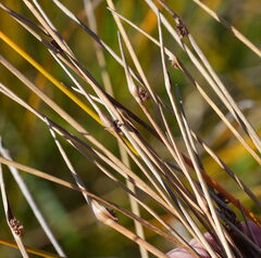 Ficinia nodosa