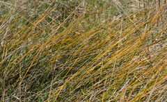 Ficinia nodosa, photograph (c) William Harland, some rights reserved (CC BY)