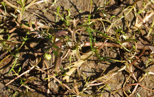 Cotula coronopifolia, photograph 5