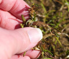 Cotula coronopifolia, photograph (c) William Harland, some rights reserved (CC BY)