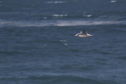 Lesser Black-backed Gull