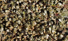 Samolus repens