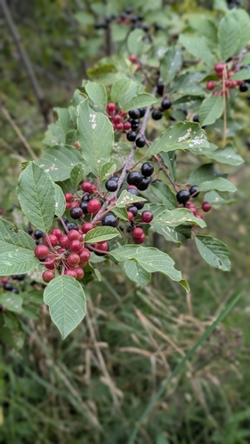 alder buckthorn