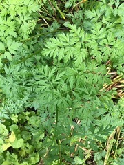 Ligusticum