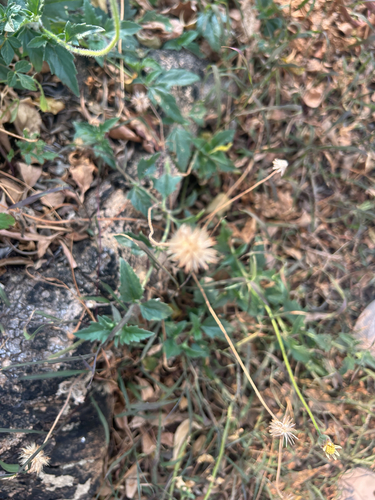 Tridax Daisy
