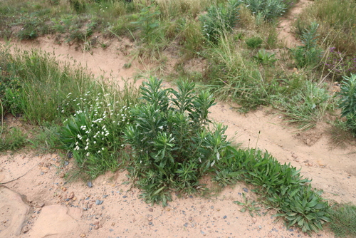 Senecio pterophorus, photograph 5