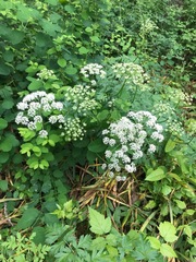 Ligusticum