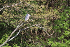 Nycticorax nycticorax