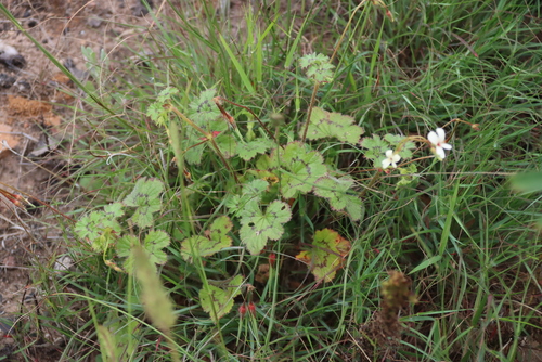 Pelargonium elongatum, photograph 2
