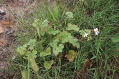 Pelargonium elongatum, photograph (c) Tony Rebelo, some rights reserved (CC BY-SA)