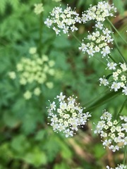 Ligusticum