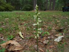 Spiranthes praecox