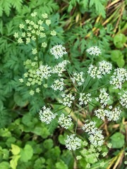 Ligusticum