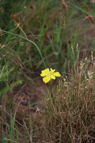 Moraea fugax, photograph 3