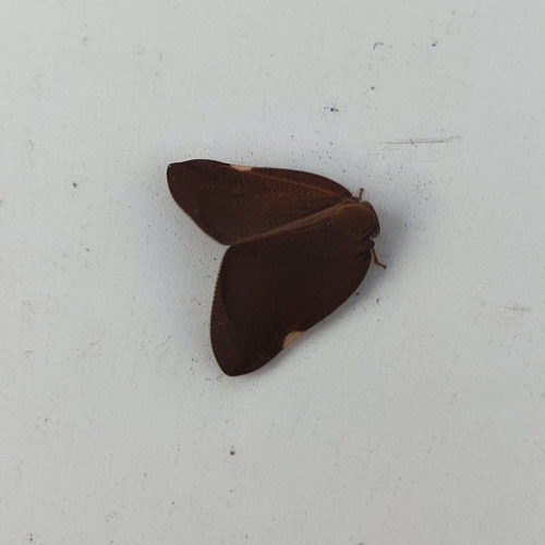 Brown Winged Plant Hopper