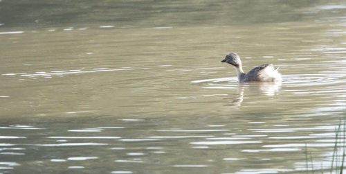 Hoary-headed Grebe