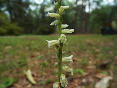 Spiranthes praecox