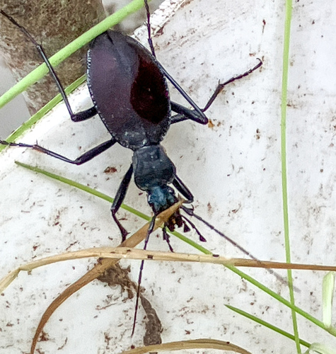 Narrow-collared Snail-eating Beetle