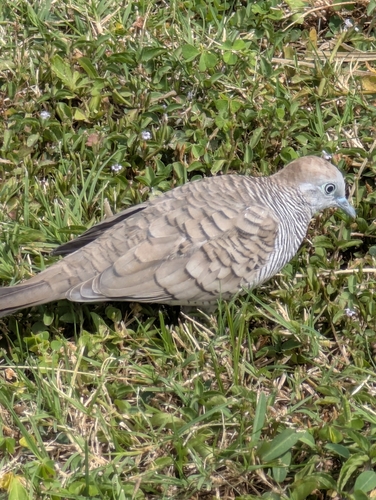 Zebra Dove