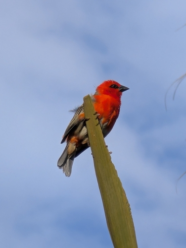 Red Fody