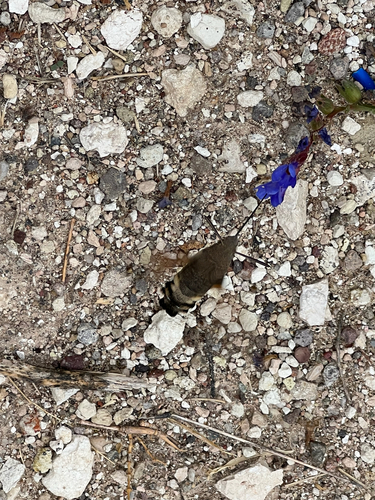 Eurasian Hummingbird Hawkmoth