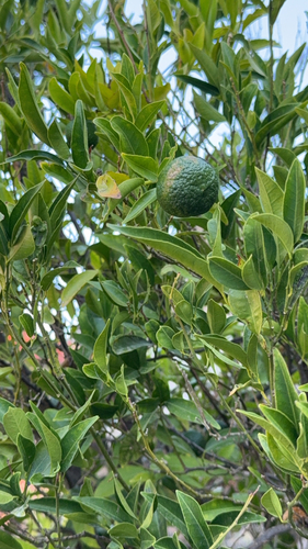 Citrus tachibana observed 2026-09-25