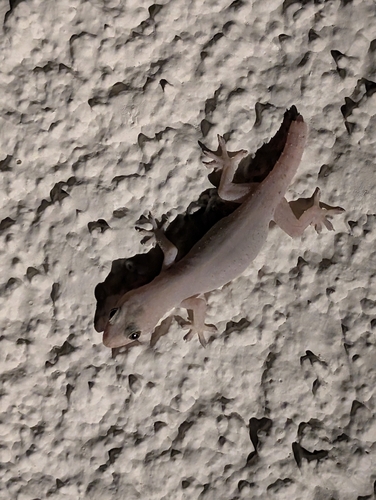 Asian House Gecko