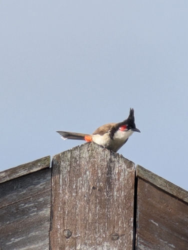 Red-whiskered Bulbul