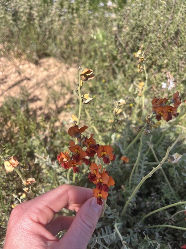 Swainsona stipularis, 2026-09-24