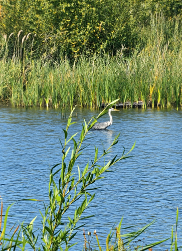 Grey Heron