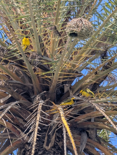 Village Weaver