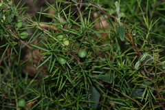 Persoonia juniperina