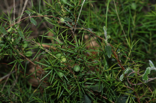 Persoonia juniperina, photograph 1