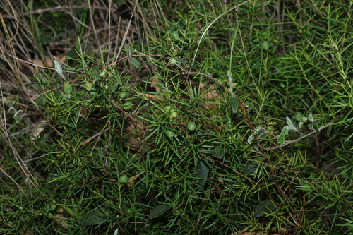 Persoonia juniperina, photograph 2