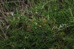 Persoonia juniperina, photograph (c) Greg Tasney, some rights reserved (CC BY-SA)