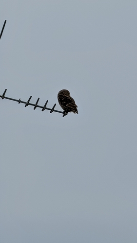 Little Owl