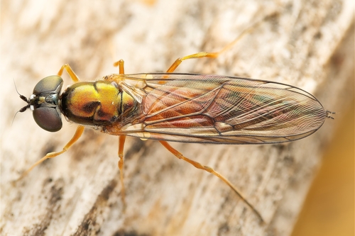 Twin-Spot Centurion Fly