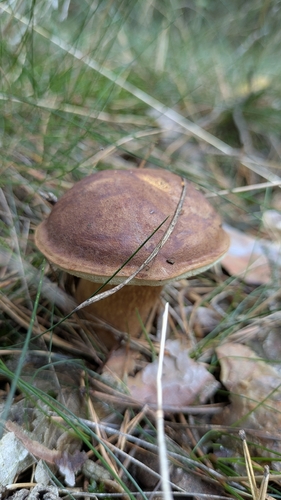 Bay Bolete
