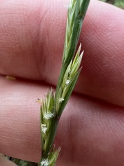 Lolium rigidum