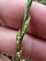 Lolium rigidum, photograph (c) Jared Shorma, some rights reserved (CC BY)
