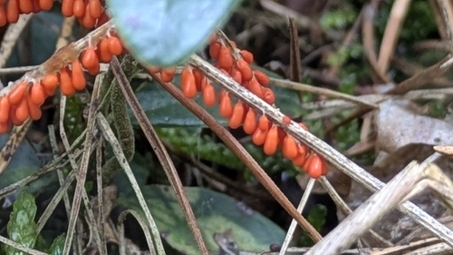 insect-egg slime