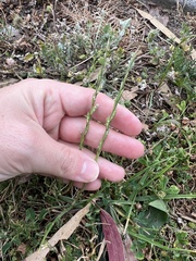 Lolium rigidum, photograph (c) Jared Shorma, some rights reserved (CC BY)
