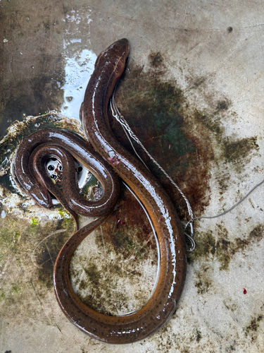 Monopterus albus observed 2026-09-25