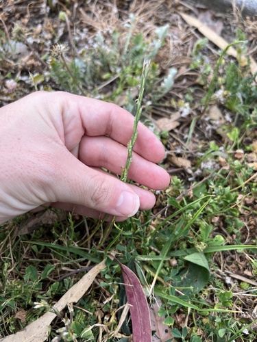 Lolium rigidum, photograph 4
