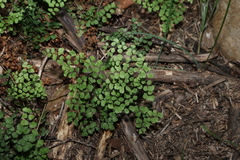 Adiantum aethiopicum, photograph (c) Greg Tasney, some rights reserved (CC BY-SA)