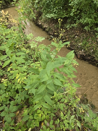 Yellow Loosestrife